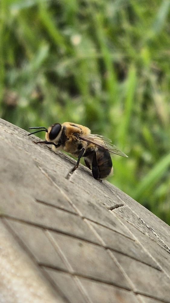 Melora bityne maža bitutė tupo ant kietos platformos.